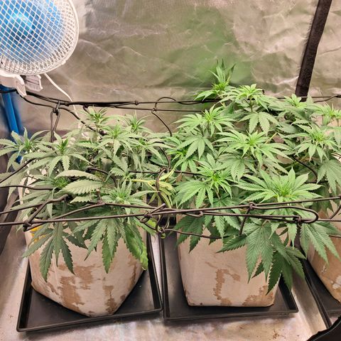 Sublimator Auto #1 growlog timeline photo