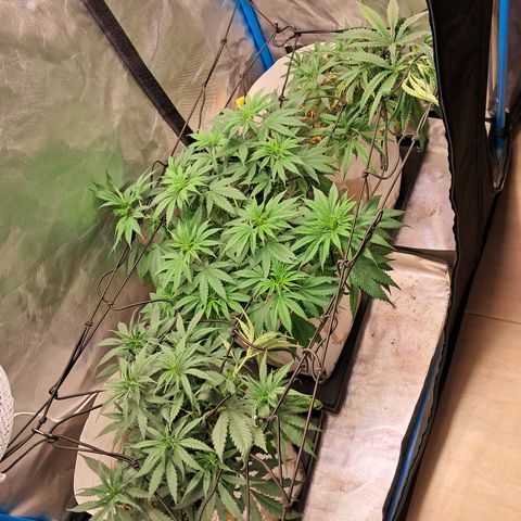 Sublimator Auto #1 growlog timeline photo