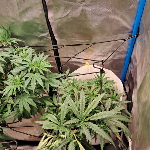 Sublimator Auto #1 growlog timeline photo