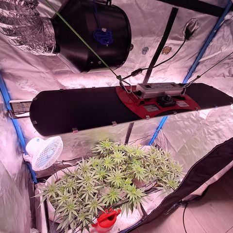 Sublimator Auto #1 growlog timeline photo