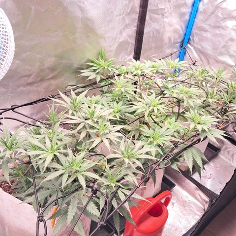 Sublimator Auto #1 growlog timeline photo