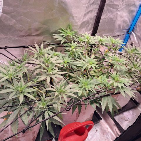 Sublimator Auto #1 growlog timeline photo