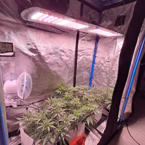 Sublimator Auto #1 growlog timeline photo