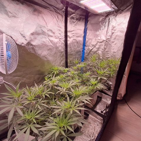 Sublimator Auto #1 growlog timeline photo
