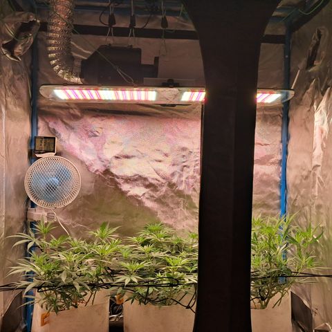 Sublimator Auto #1 growlog timeline photo