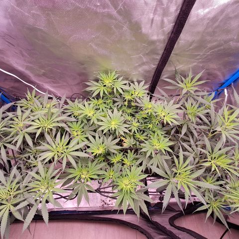 Sublimator Auto #1 growlog timeline photo