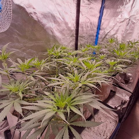 Sublimator Auto #1 growlog timeline photo