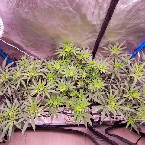 Sublimator Auto #1 growlog timeline photo