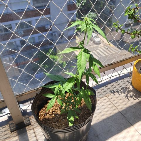 Sublimator Auto #1 growlog timeline photo
