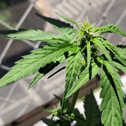 Sublimator Auto #1 growlog timeline photo