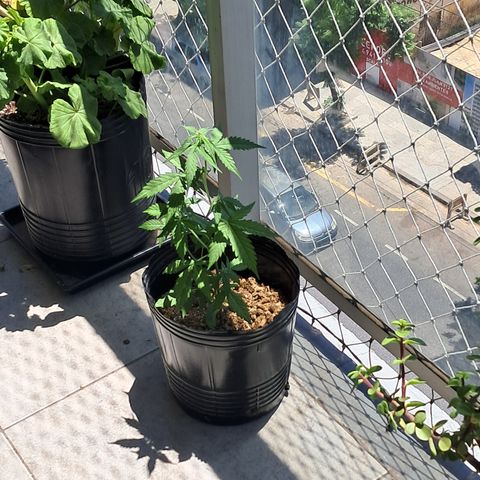 Sublimator Auto #1 growlog timeline photo