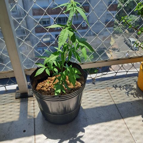 Sublimator Auto #1 growlog timeline photo