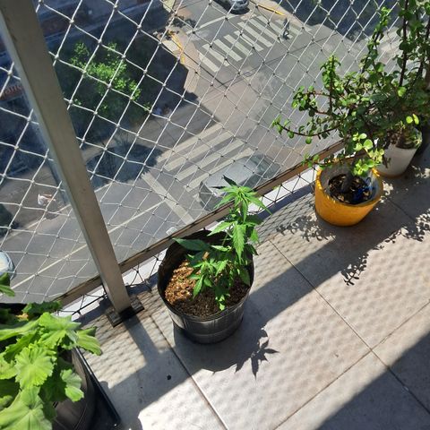Sublimator Auto #1 growlog timeline photo