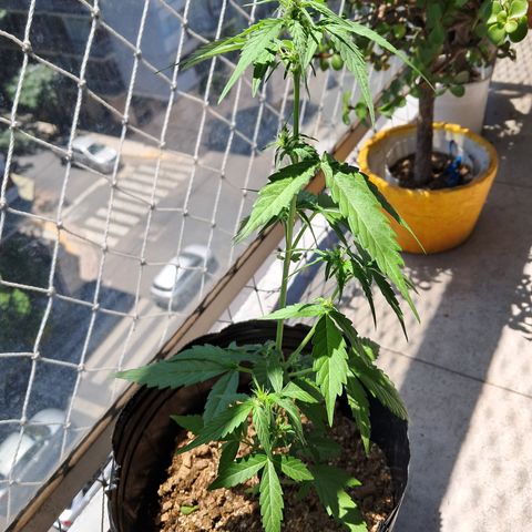 Sublimator Auto #1 growlog timeline photo
