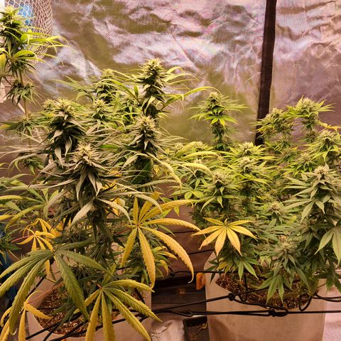 Sublimator Auto #1 growlog timeline photo