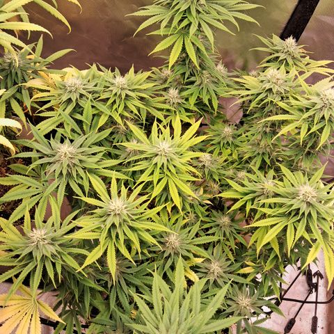 Sublimator Auto #1 growlog timeline photo