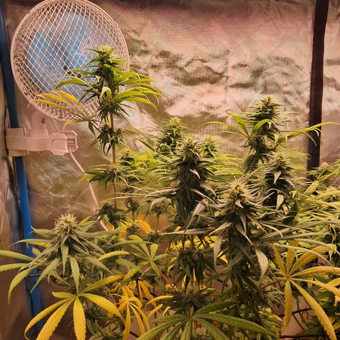 Sublimator Auto #1 growlog timeline photo