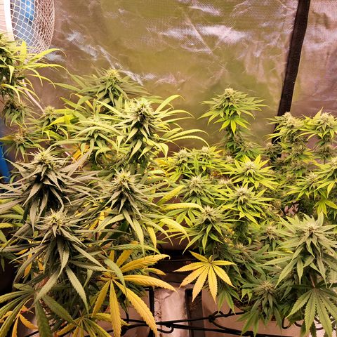 Sublimator Auto #1 growlog timeline photo