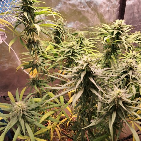 Sublimator Auto #1 growlog timeline photo