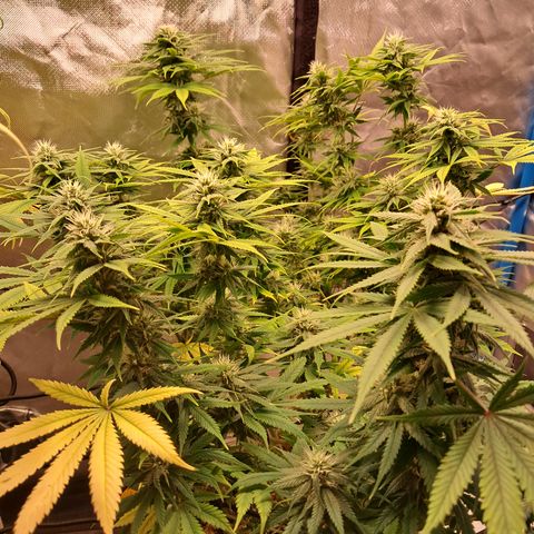 Sublimator Auto #1 growlog timeline photo