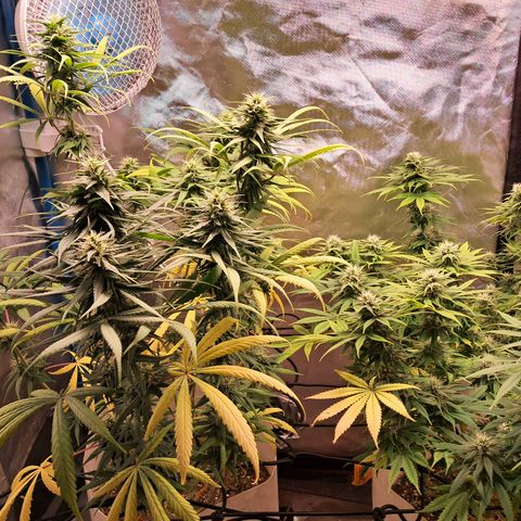 Sublimator Auto #1 growlog timeline photo