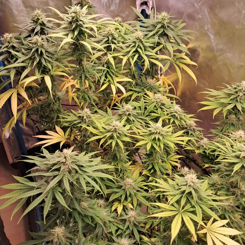 Sublimator Auto #1 growlog timeline photo