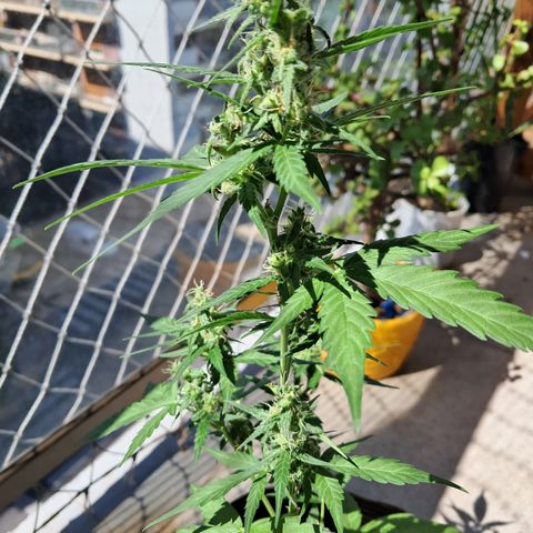 Sublimator Auto #1 growlog timeline photo