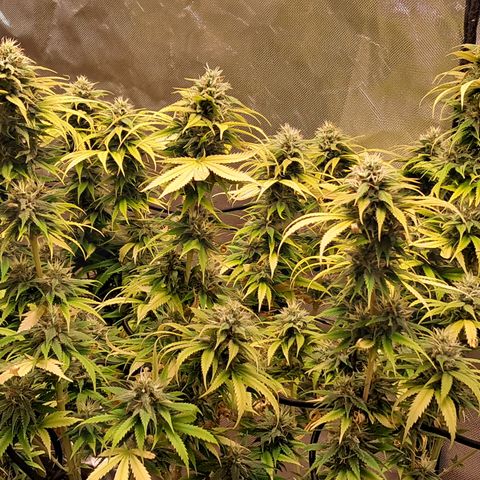 Sublimator Auto #1 growlog timeline photo