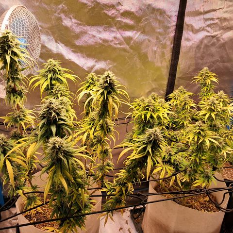Sublimator Auto #1 growlog timeline photo