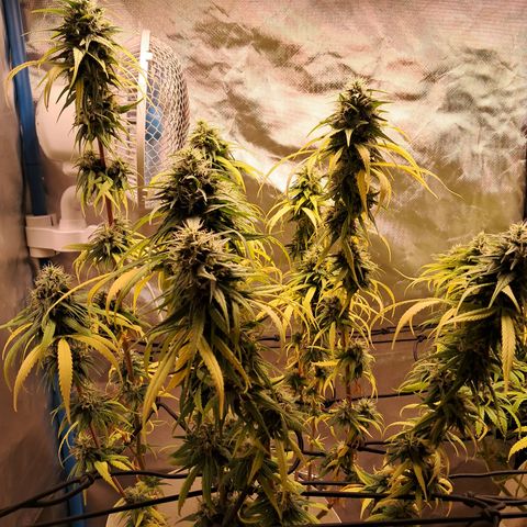 Sublimator Auto #1 growlog timeline photo