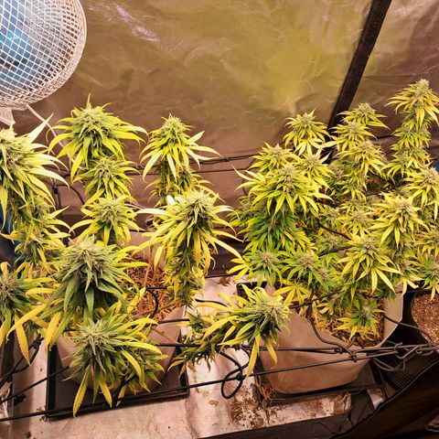 Sublimator Auto #1 growlog timeline photo