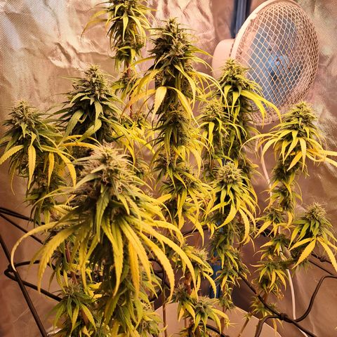 Sublimator Auto #1 growlog timeline photo