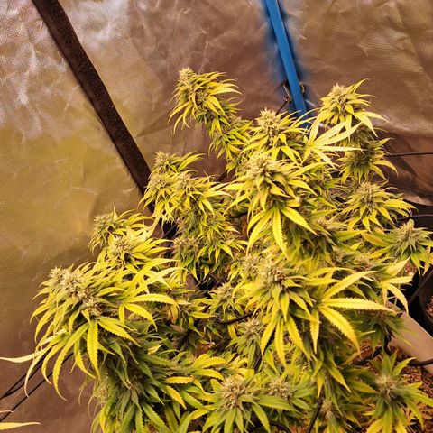 Sublimator Auto #1 growlog timeline photo