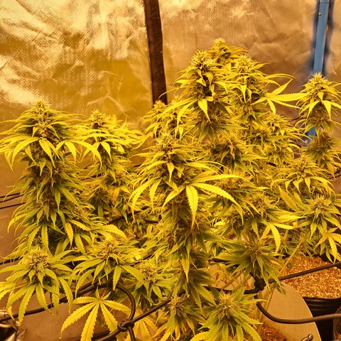 Sublimator Auto #1 growlog timeline photo