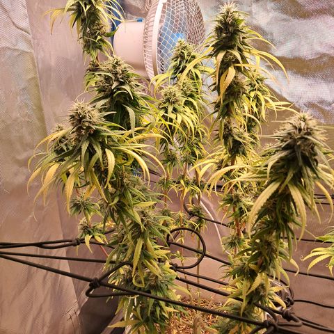 Sublimator Auto #1 growlog timeline photo