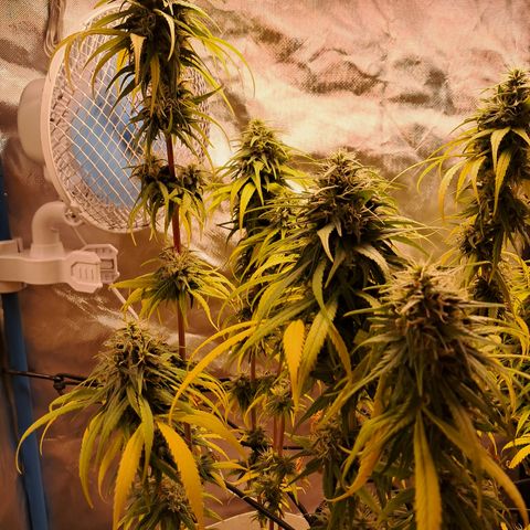 Sublimator Auto #1 growlog timeline photo