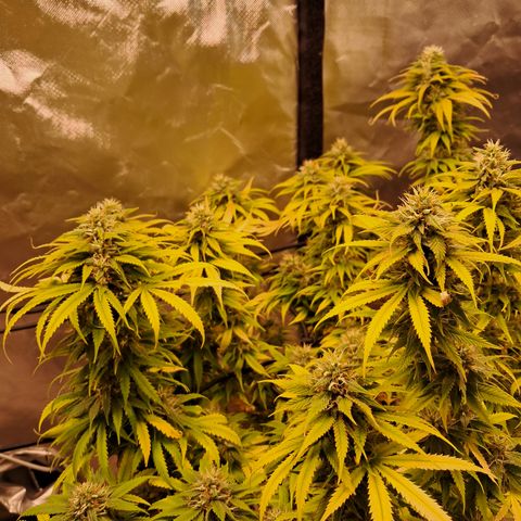 Sublimator Auto #1 growlog timeline photo