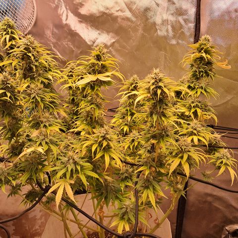 Sublimator Auto #1 growlog timeline photo