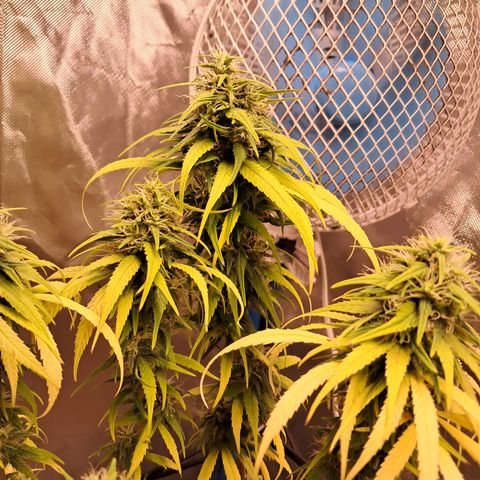 Sublimator Auto #1 growlog timeline photo