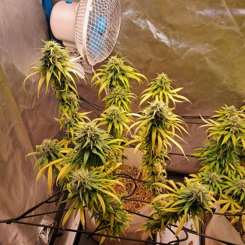 Sublimator Auto #1 growlog timeline photo