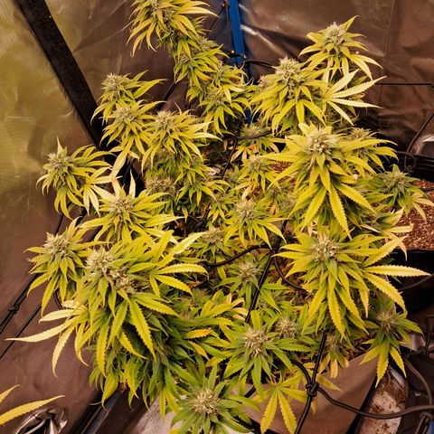 Sublimator Auto #1 growlog timeline photo