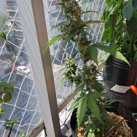 Sublimator Auto #1 growlog timeline photo