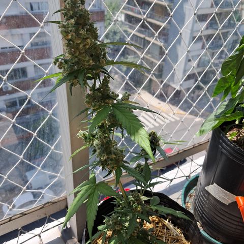 Sublimator Auto #1 growlog timeline photo