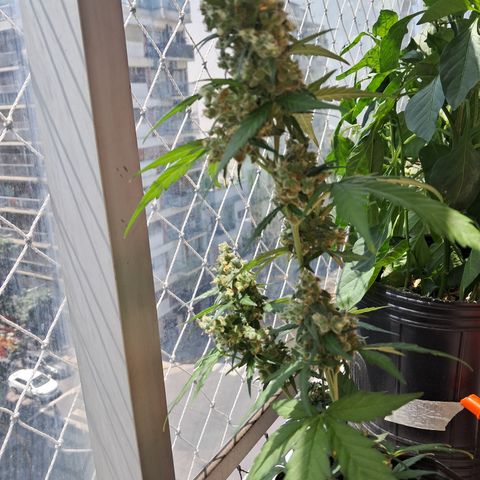 Sublimator Auto #1 growlog timeline photo