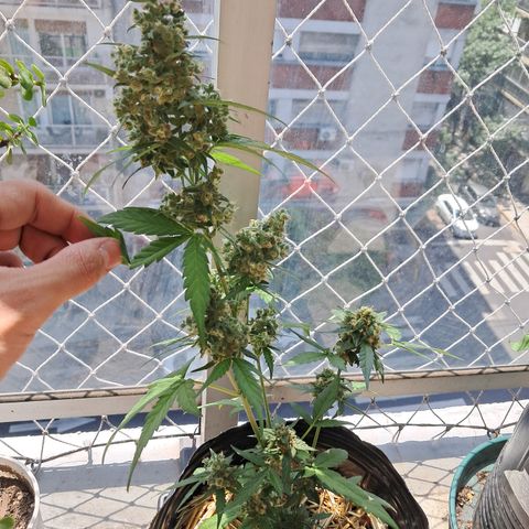 Sublimator Auto #1 growlog timeline photo