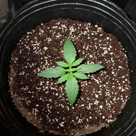 Cream Mandarine Auto growlog timeline photo