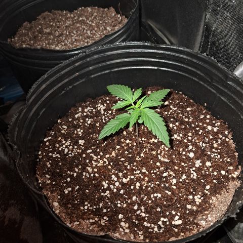 Cream Mandarine Auto growlog timeline photo