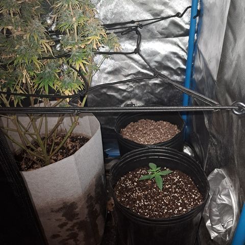 Cream Mandarine Auto growlog timeline photo