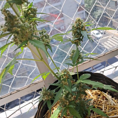Sublimator Auto #1 growlog timeline photo