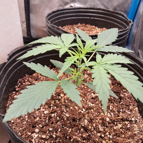 Cream Mandarine Auto growlog timeline photo